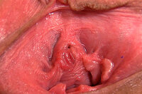 Gapemypussy Accounts Passwords s0